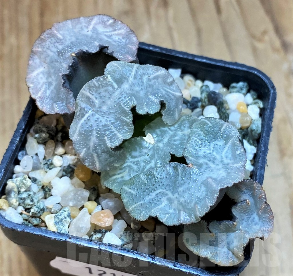 SH12173 Haworthia truncata ‘Disarrayed Jade Fan’