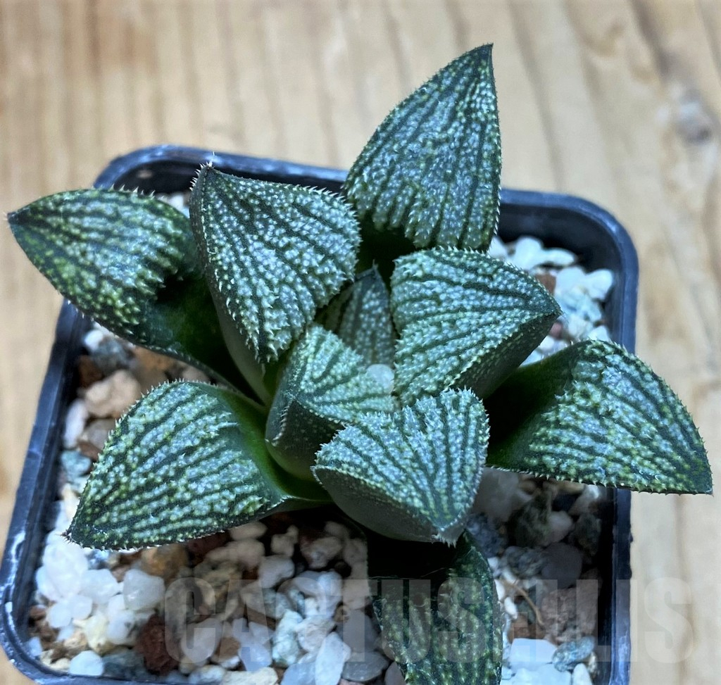 SH12160 Haworthia 'Endless Sea' hybrid