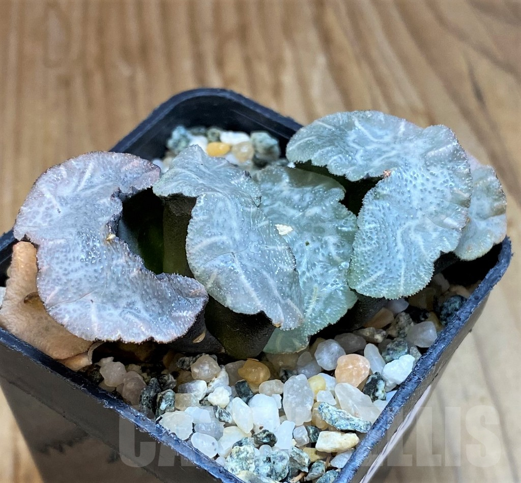 SH12173 Haworthia truncata ‘Disarrayed Jade Fan’ - immagine 2