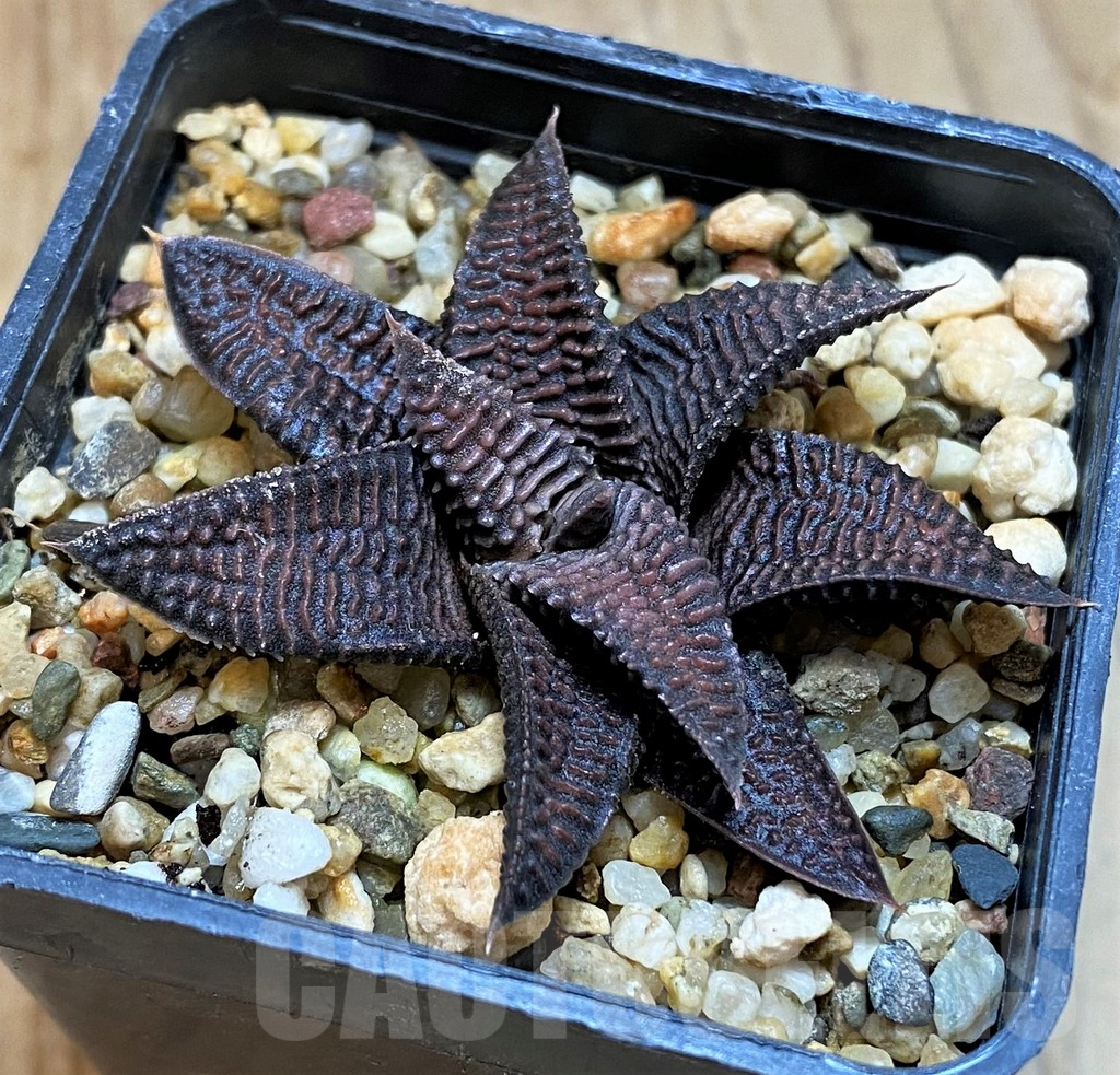 SH12174 Haworthia limifolia v. striata x koelmaniorum