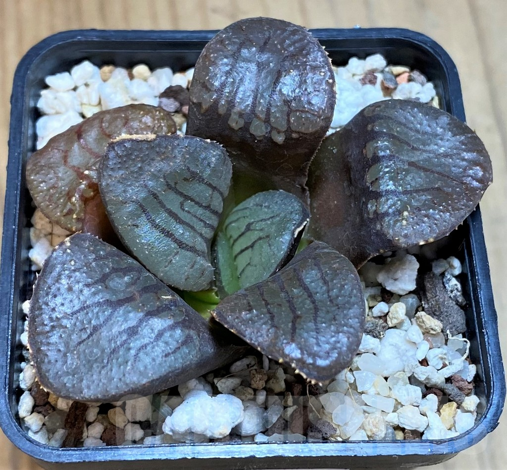 SH12175 Haworthia springbokvlakensis 'Makai'