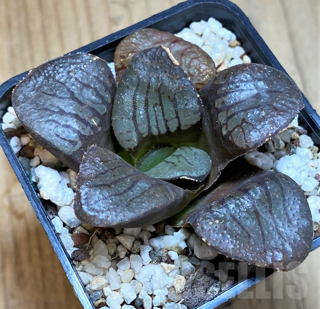 SH12175 Haworthia springbokvlakensis 'Makai' – Bild 2