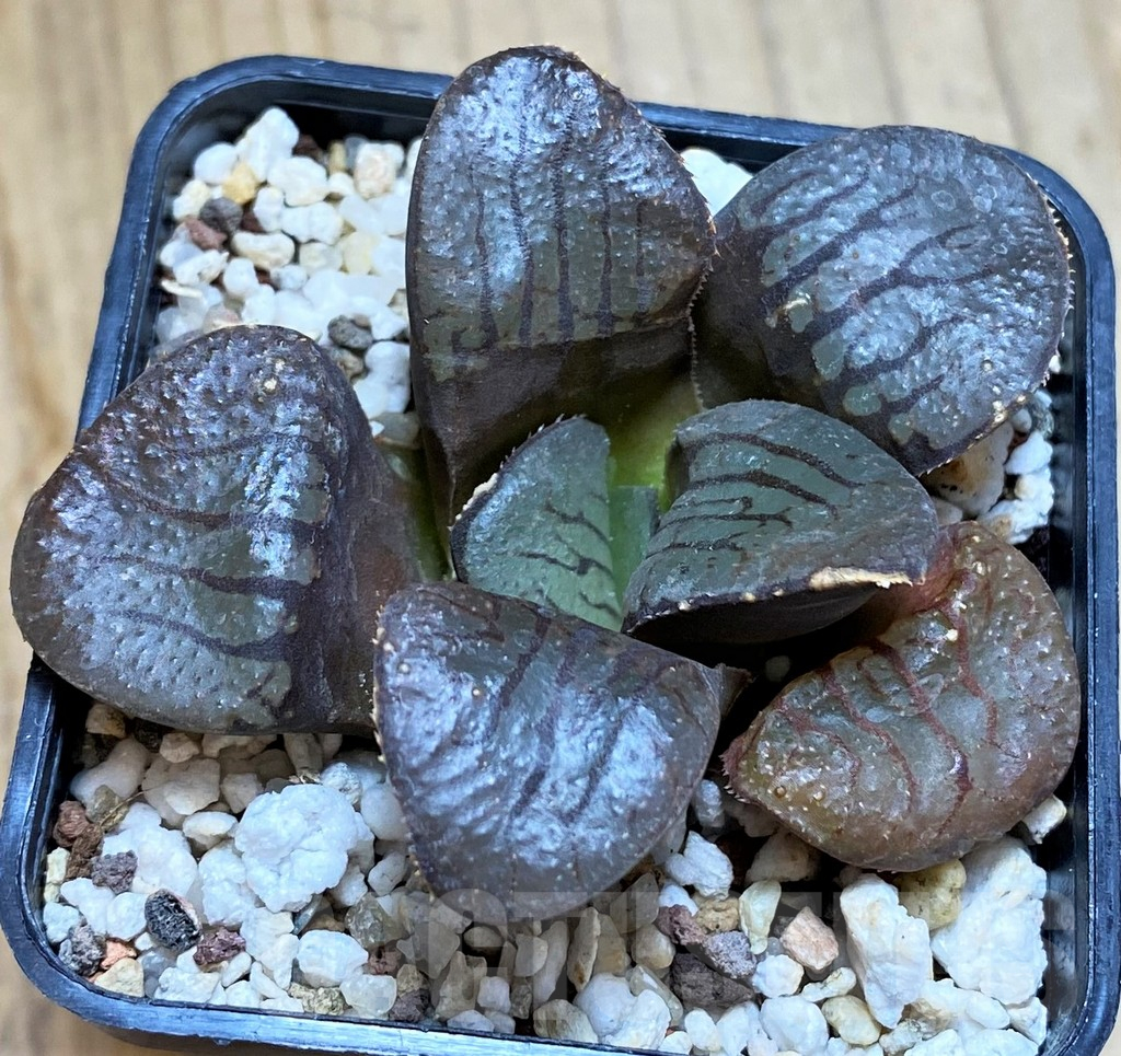 SH12175 Haworthia springbokvlakensis 'Makai' – Bild 3