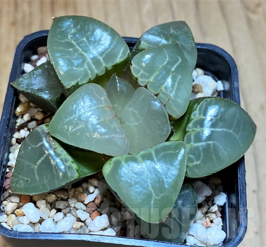 SH12176 Haworthia bayeri 'Moonlight' - Image 3