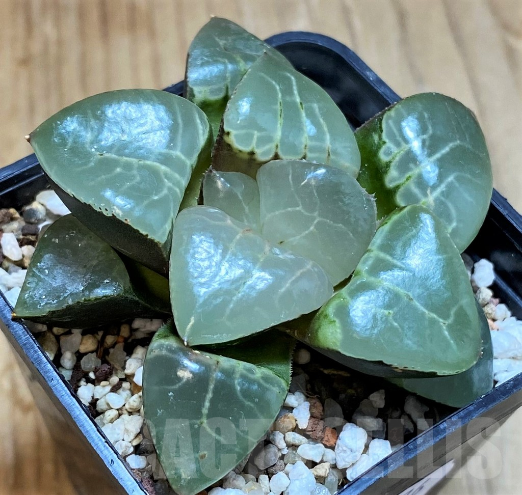 SH12176 Haworthia bayeri 'Moonlight' - Image 2