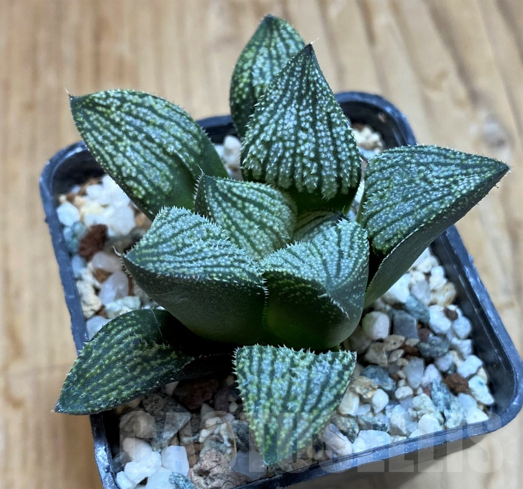 SH12160 Haworthia 'Endless Sea' hybrid - Image 2