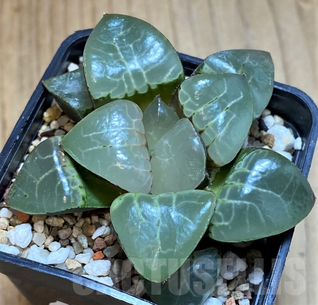 SH12176 Haworthia bayeri 'Moonlight'