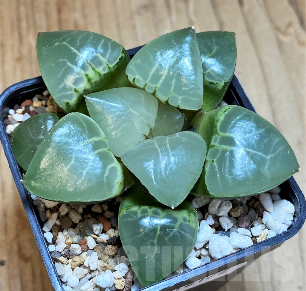 SH12177 Haworthia bayeri 'Moonlight'