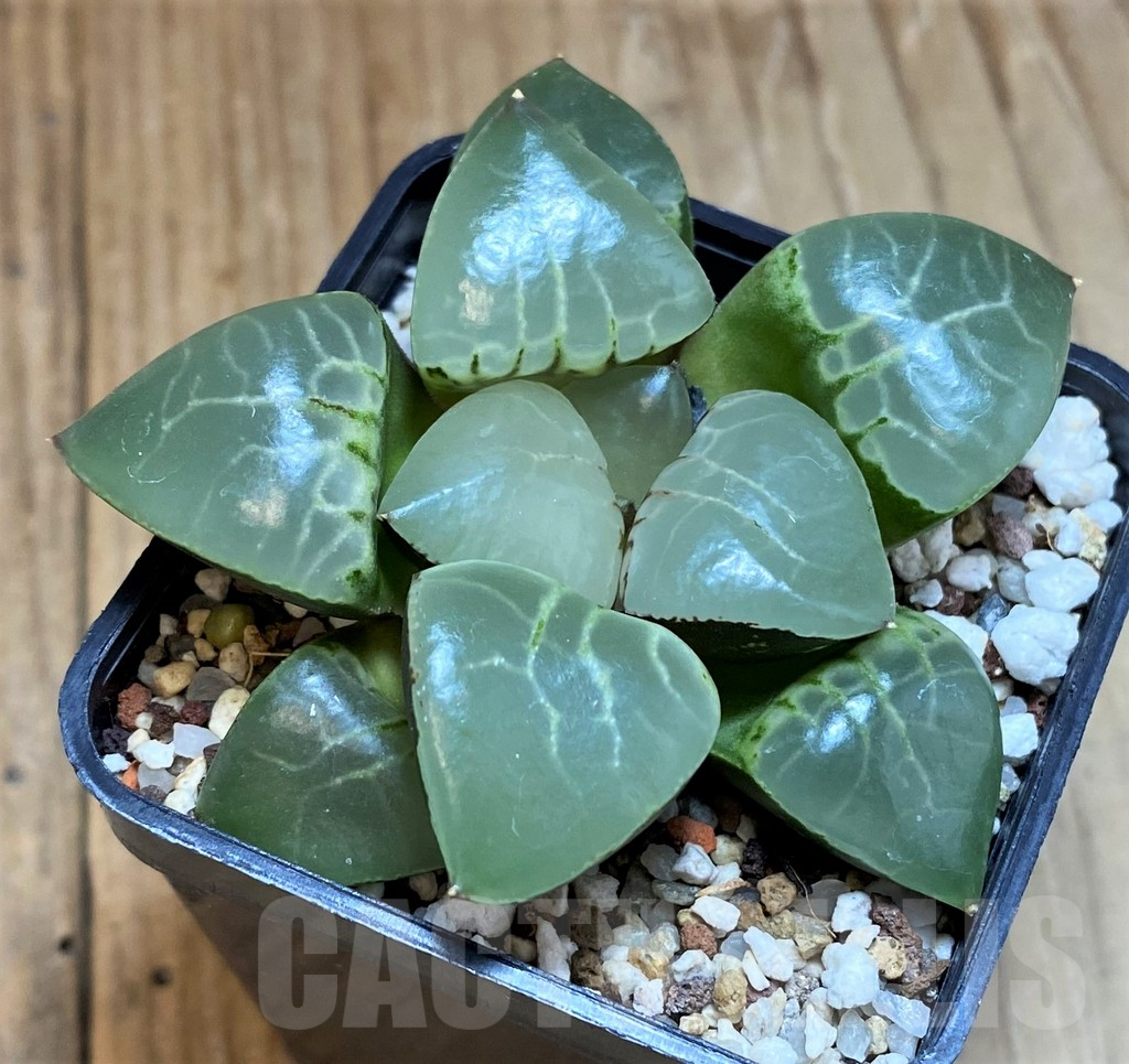 SH12177 Haworthia bayeri 'Moonlight' - Image 2
