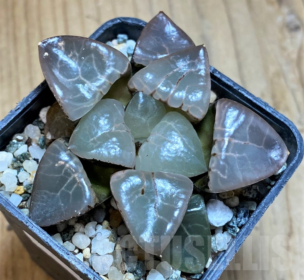 SH12178 Haworthia bayeri 'Moonlight' - Image 2