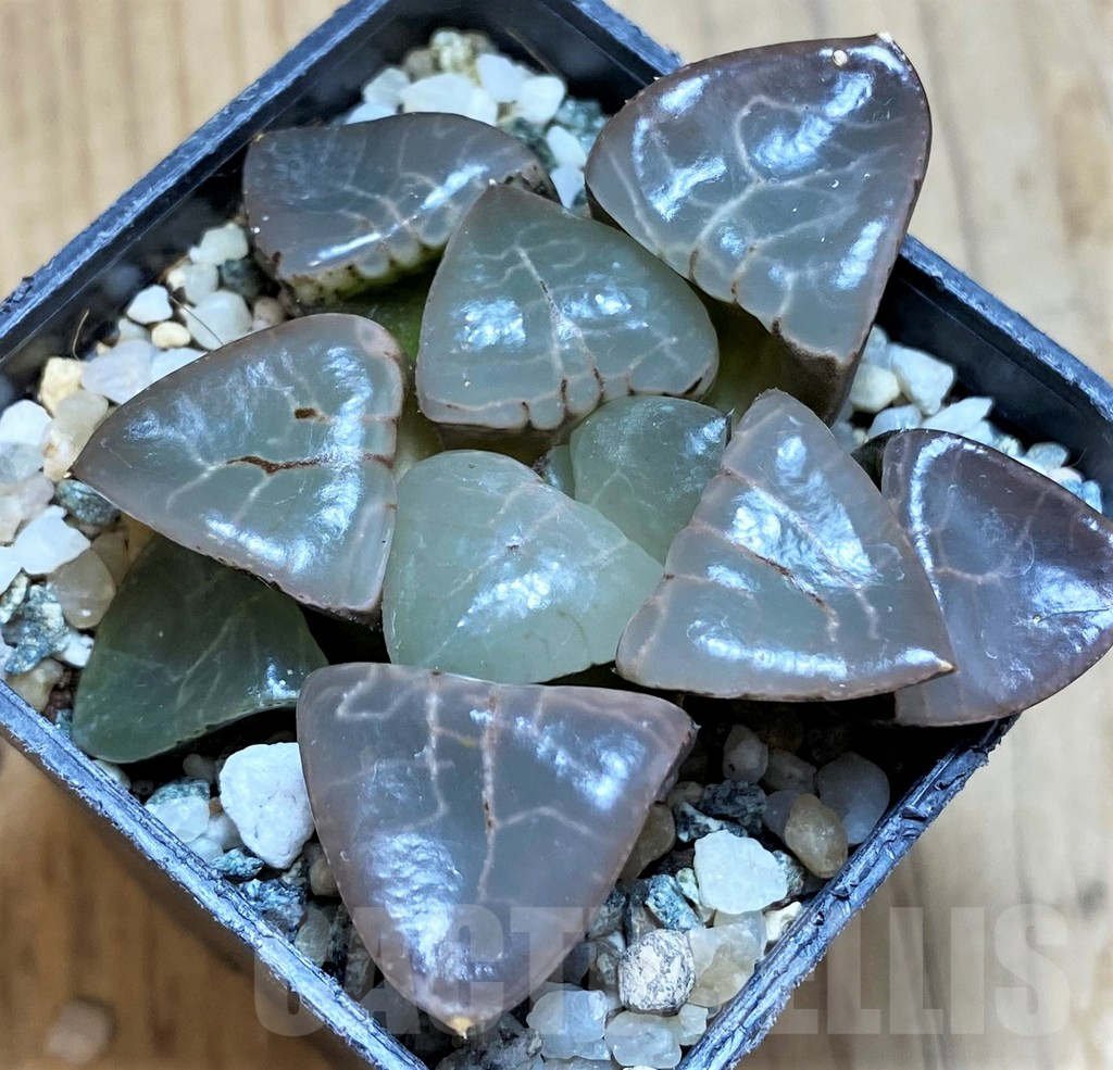SH12178 Haworthia bayeri 'Moonlight'