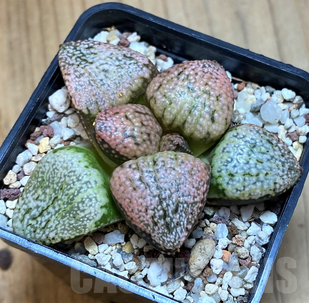 SH12179 Haworthia picta 'Super Red' - Image 2