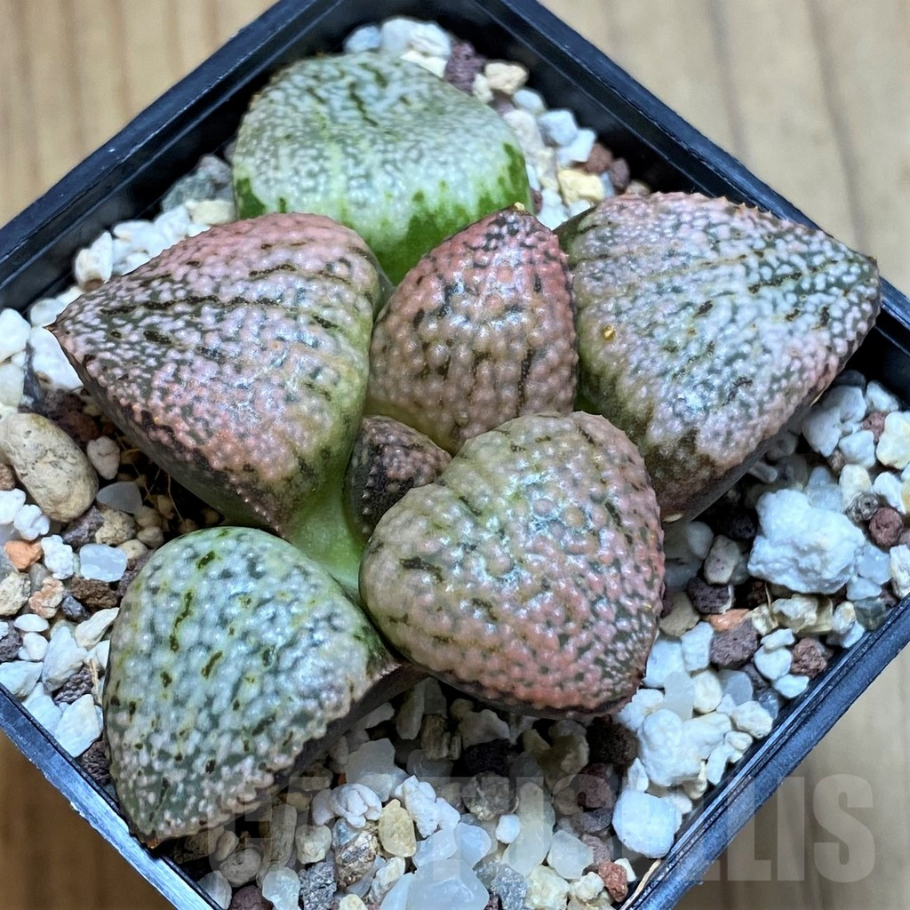 SH12179 Haworthia picta 'Super Red'