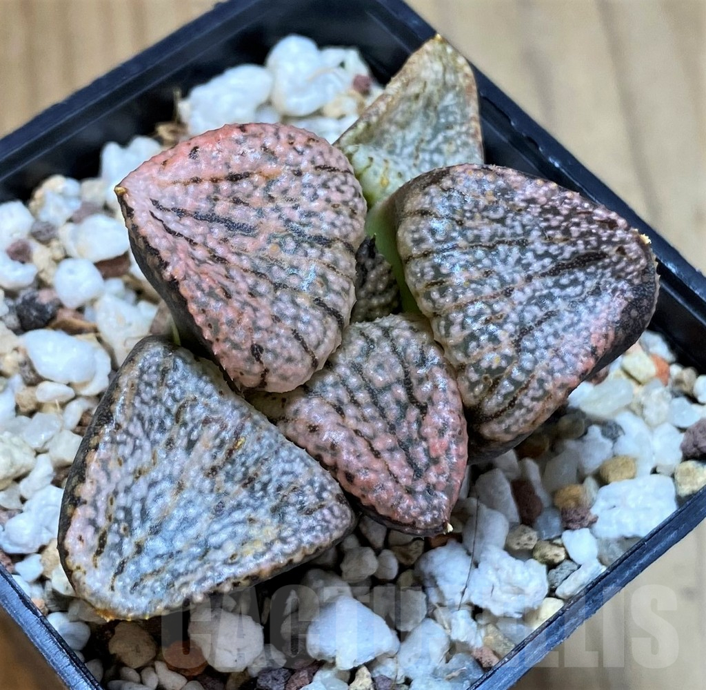SH12180 Haworthia picta 'Super red'