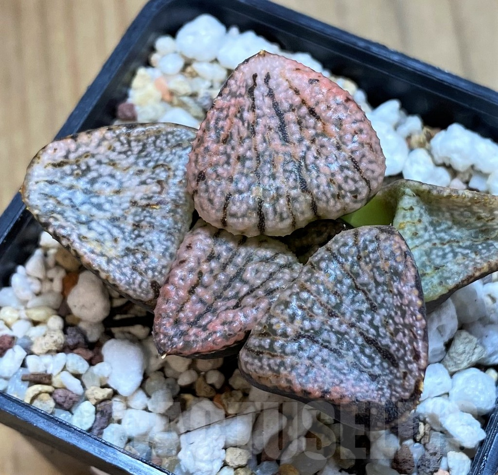 SH12180 Haworthia picta 'Super red' - Image 2