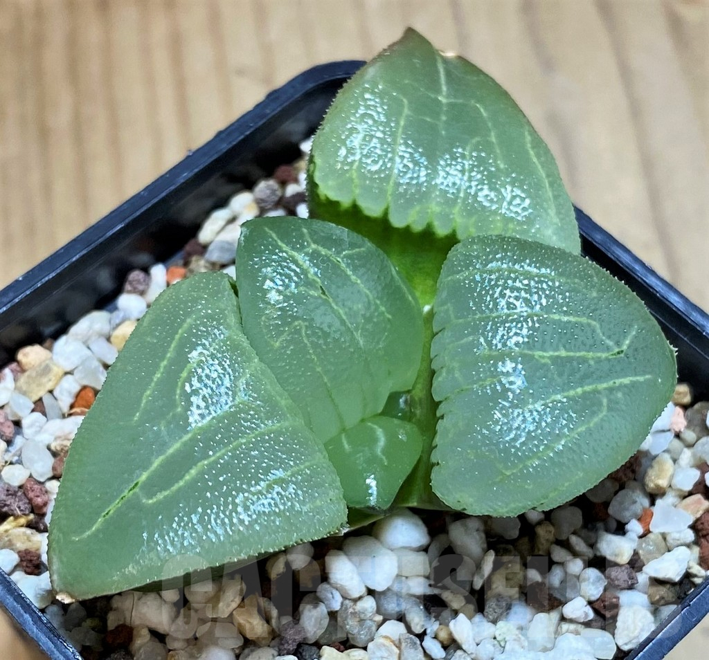SH12181 Haworthia bayeri hybrid -Japan-