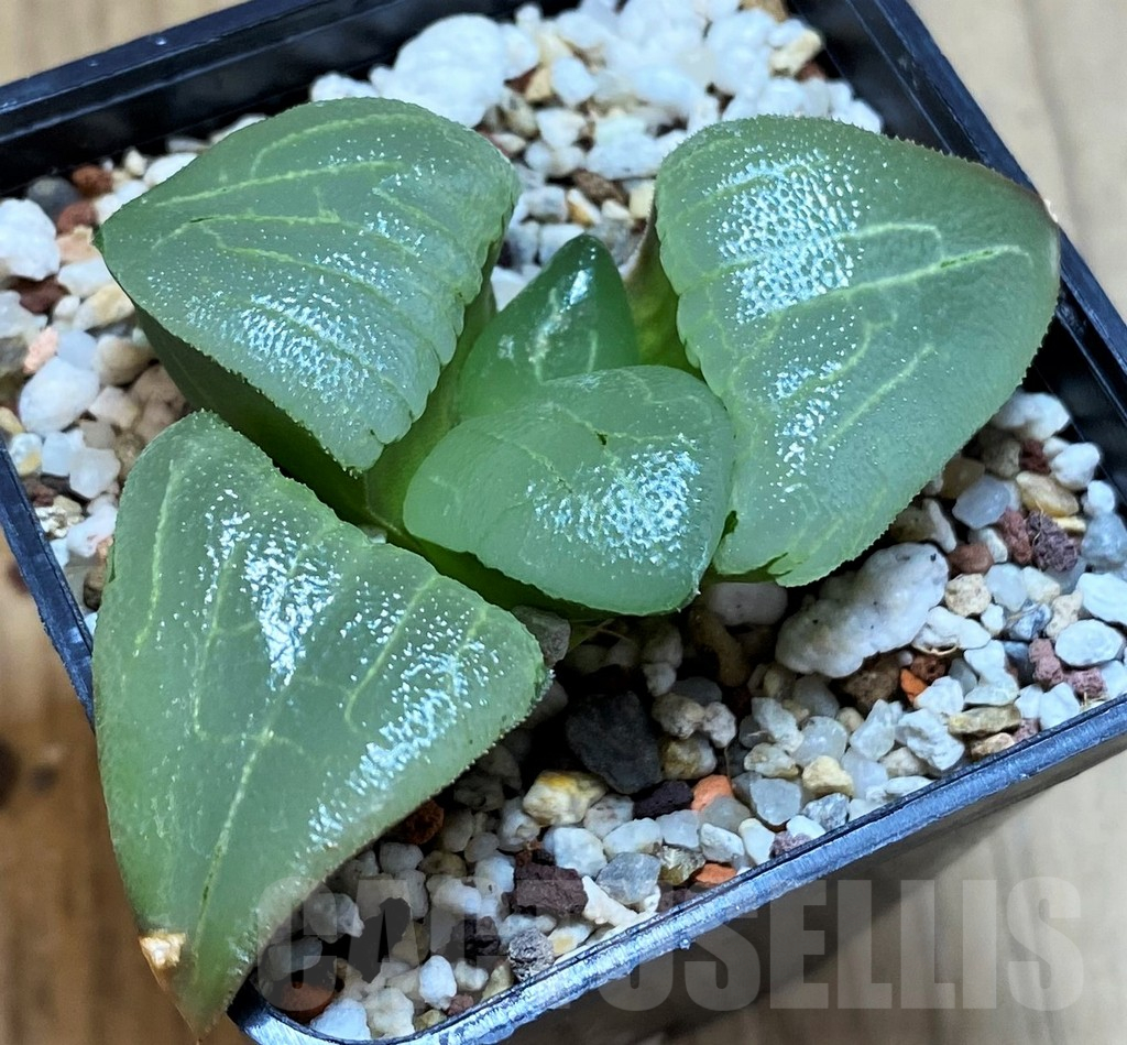 SH12181 Haworthia bayeri hybrid -Japan- - Image 2