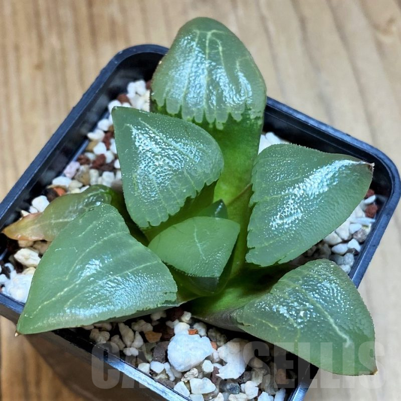 SH12183 Haworthia bayeri hybrid -Japan-