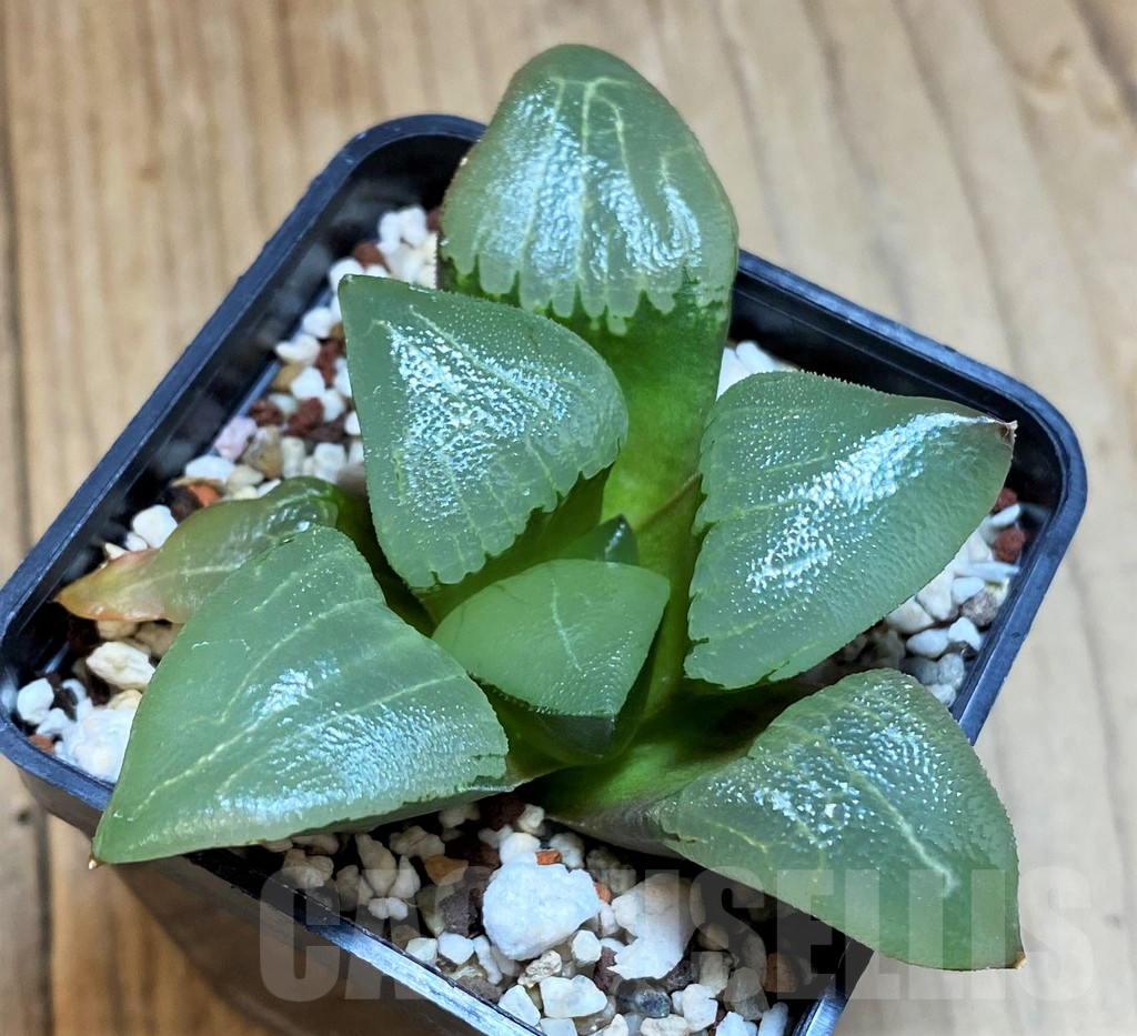 SH12183 Haworthia bayeri hybrid -Japan-