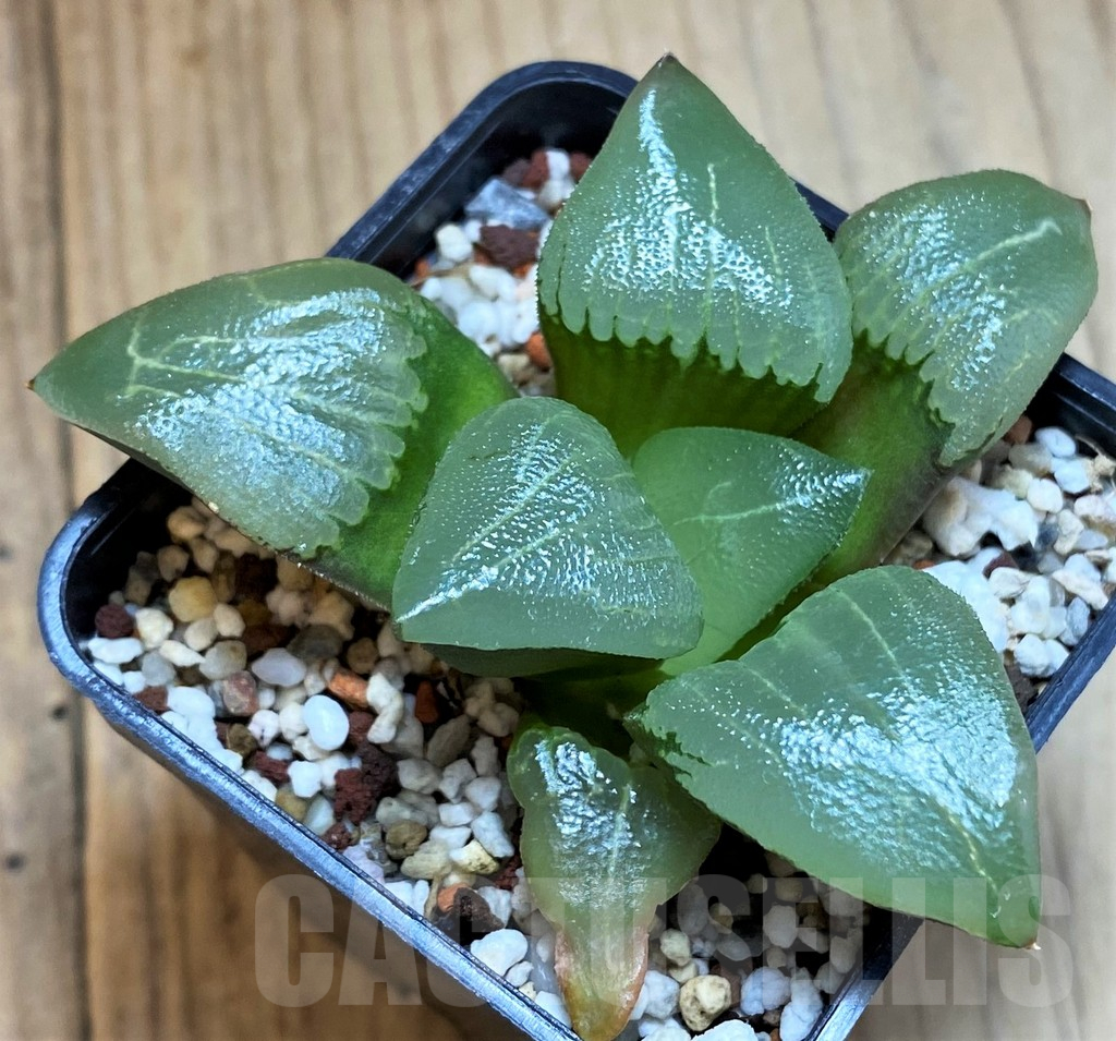SH12183 Haworthia bayeri hybrid -Japan- - Image 2