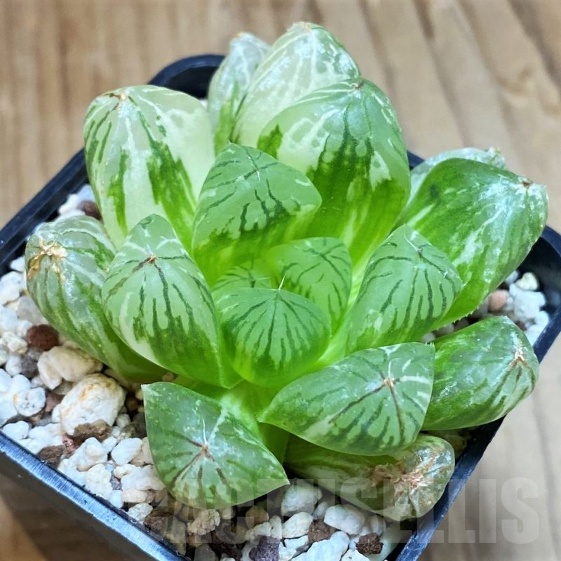 SH12187 Haworthia obtusa f. variegata