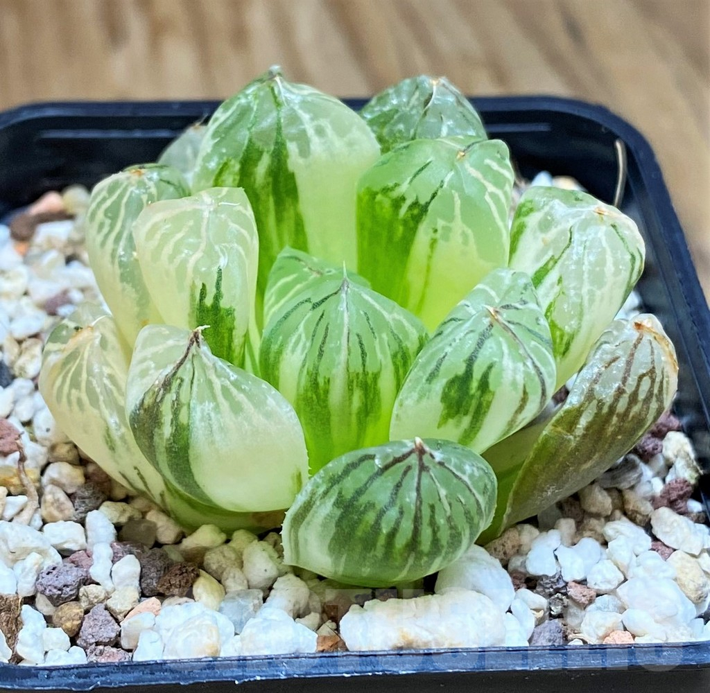 Pianta Succulenta Rara – Haworthia Cooperi ‘Panettiere’ Rossa Obtusa Variegata, 4cm