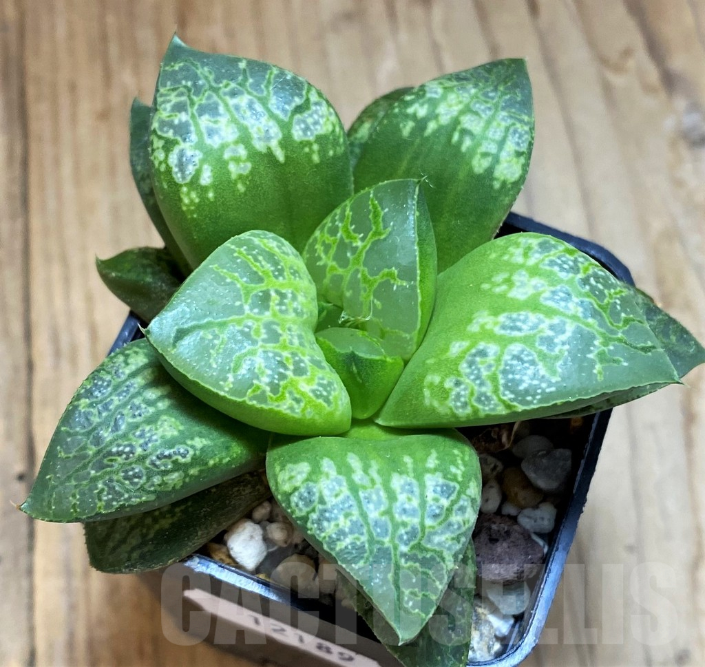 SH12189 Haworthia 'Kamen Butokai'