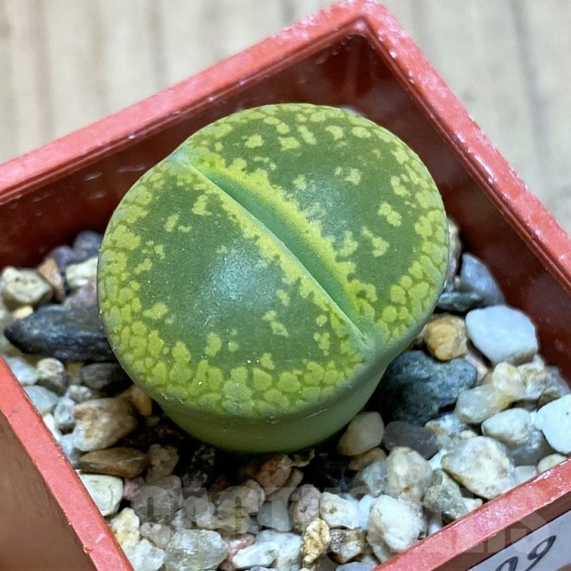SH12309 Lithops aucampiae 'Jackson's Jade' C395