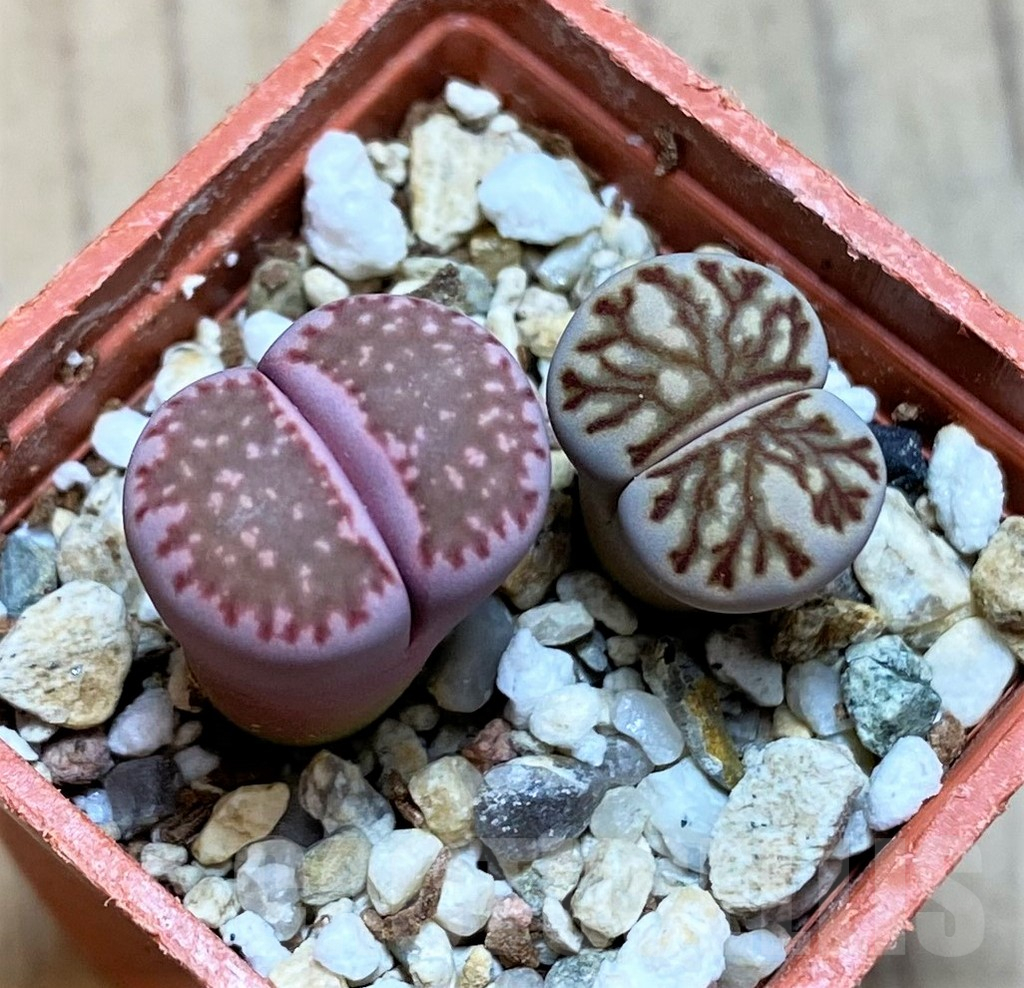 SH12311 Lithops julii ‘Kikushogyoku’, Lithops salicola ‘Sato’s Violet’ hybrid