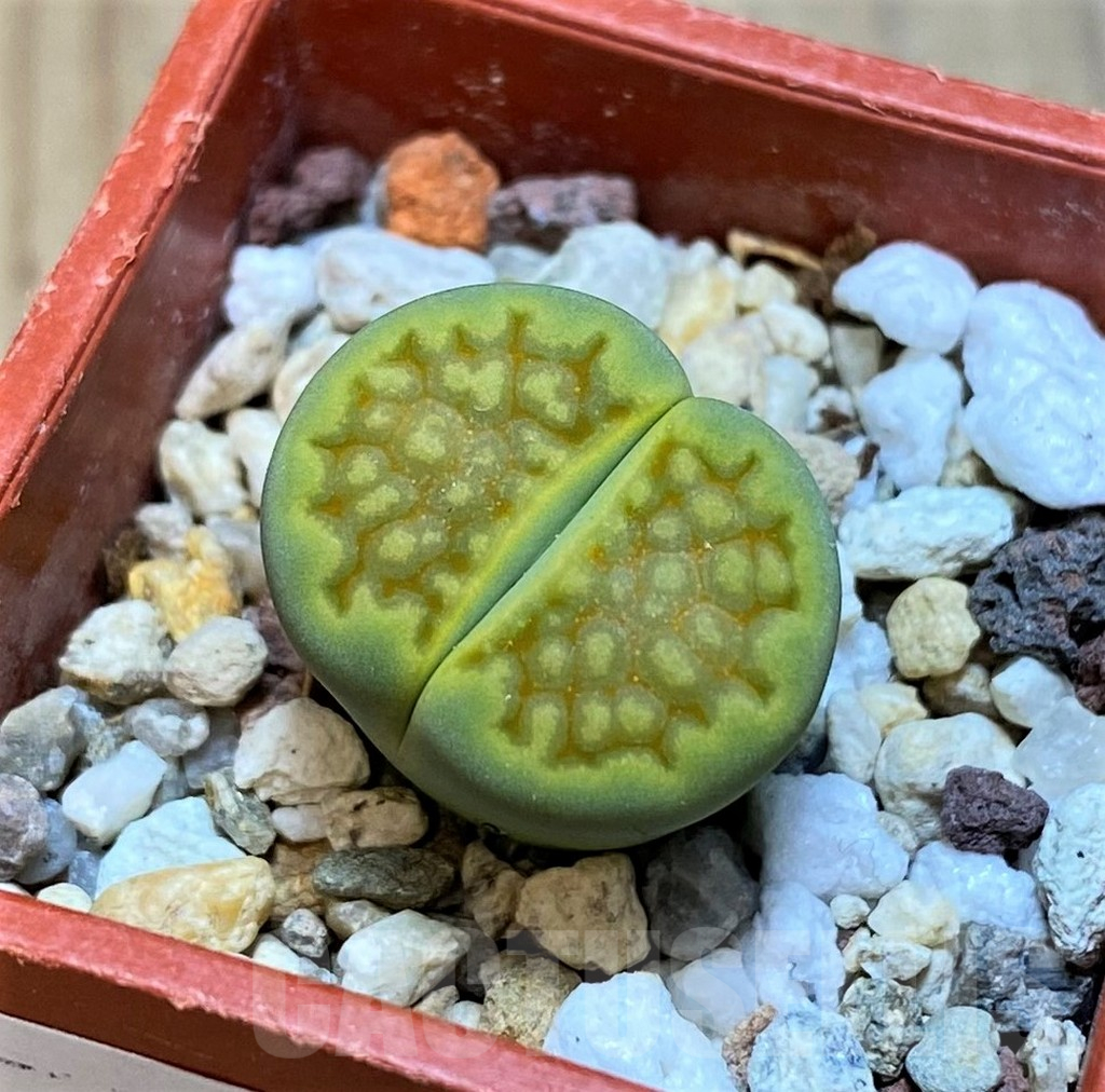 SH12313 Lithops hallii 'Green Soapstone'