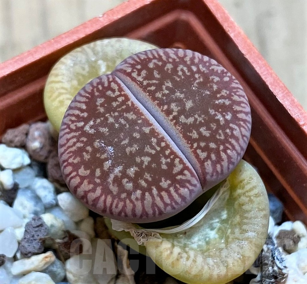 SH12314 Lithops aucampiae ‘Red Danielskuil’
