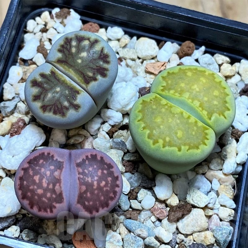SH12316 Lithops mix