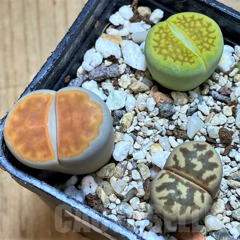 SH12318 Lithops mix