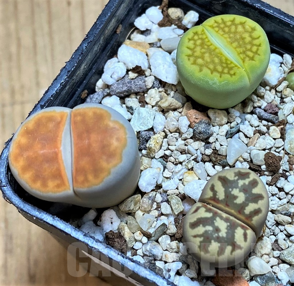SH12318 Lithops mix