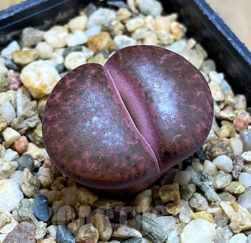 SH12321 Lithops bromfieldii 'Embers' C393A