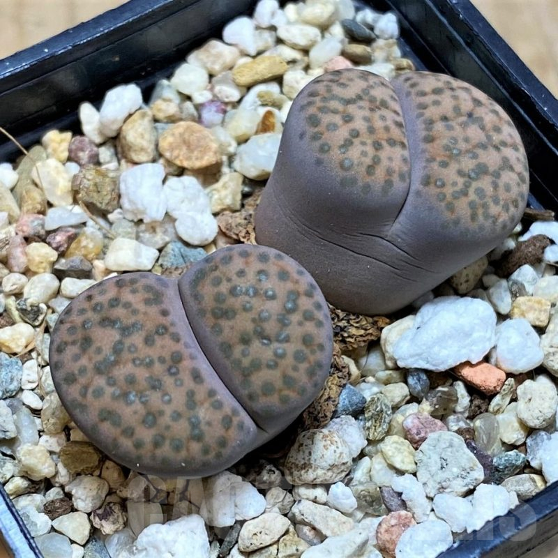 SH12324 Lithops fulviceps