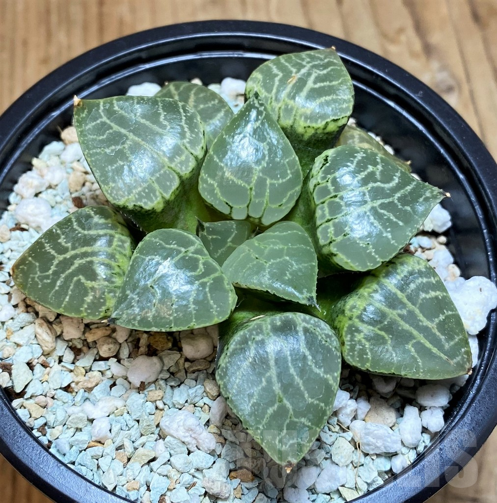 SH12326 Haworthia ‘Crystal’ - Image 2