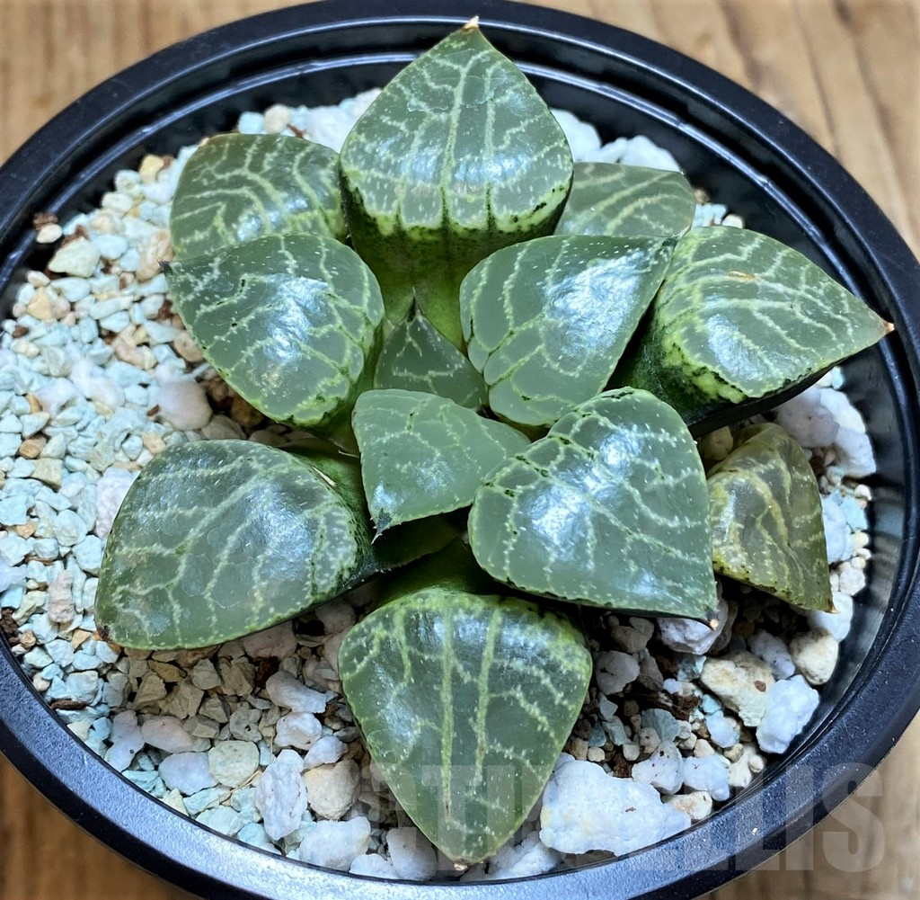 SH12326 Haworthia ‘Crystal’ - Image 3