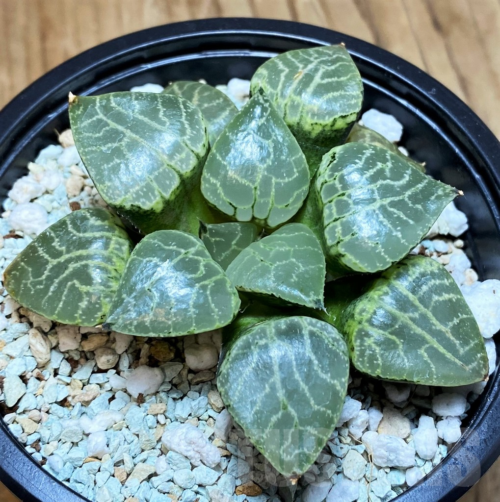 SH12326 Haworthia ‘Crystal’