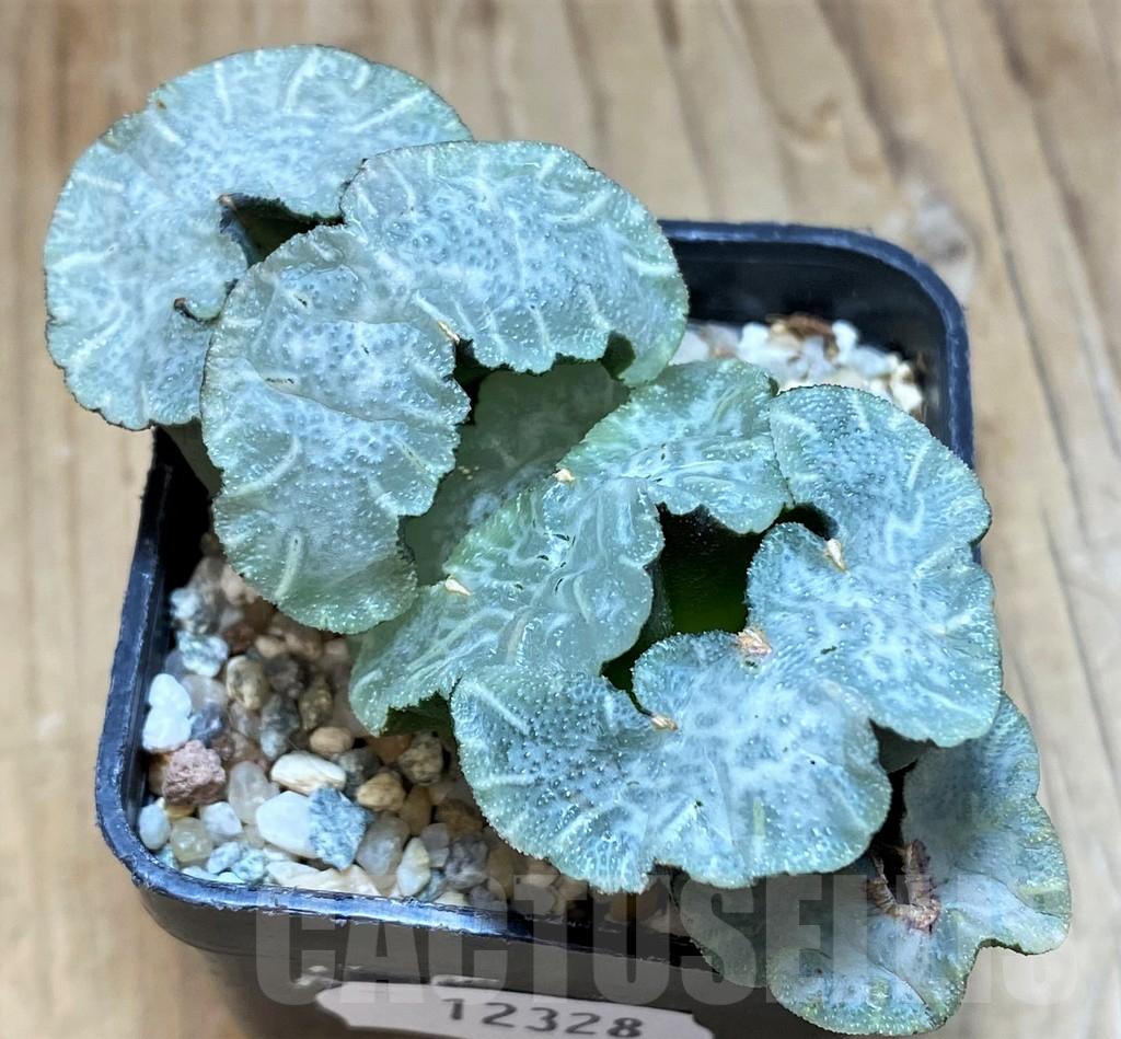 SH12328 Haworthia truncata 'Polar Bear'