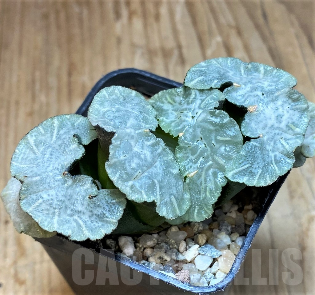 SH12328 Haworthia truncata 'Polar Bear' - 画像 (2)
