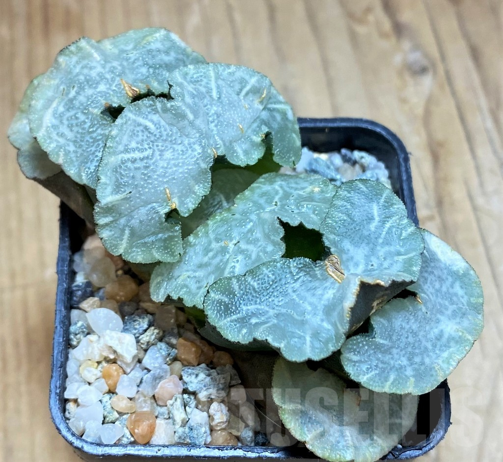 SH12329 Haworthia truncata 'Polar Bear'