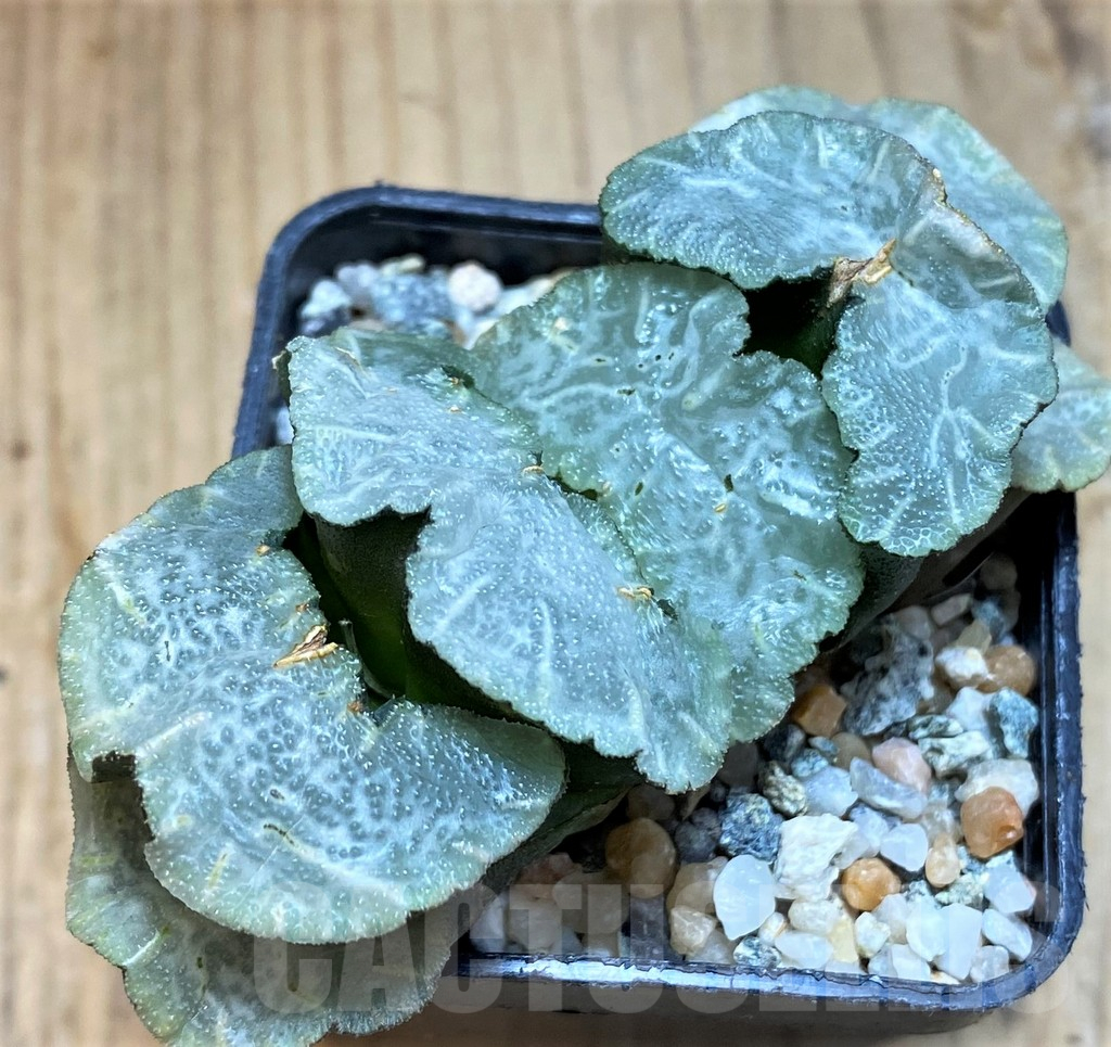 SH12329 Haworthia truncata 'Polar Bear' - Image 2