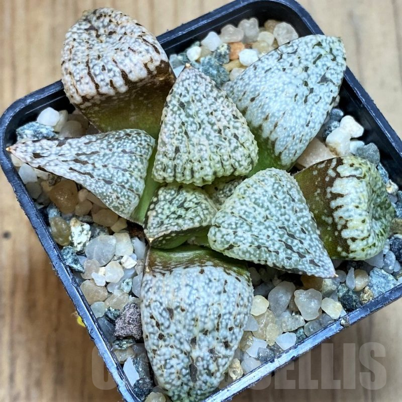 SH12331 Haworthia picta 'Snow White Silver'