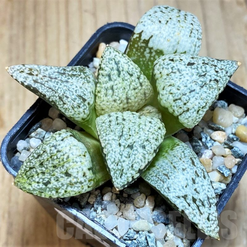 SH12332 Haworthia picta 'Snow White Silver'