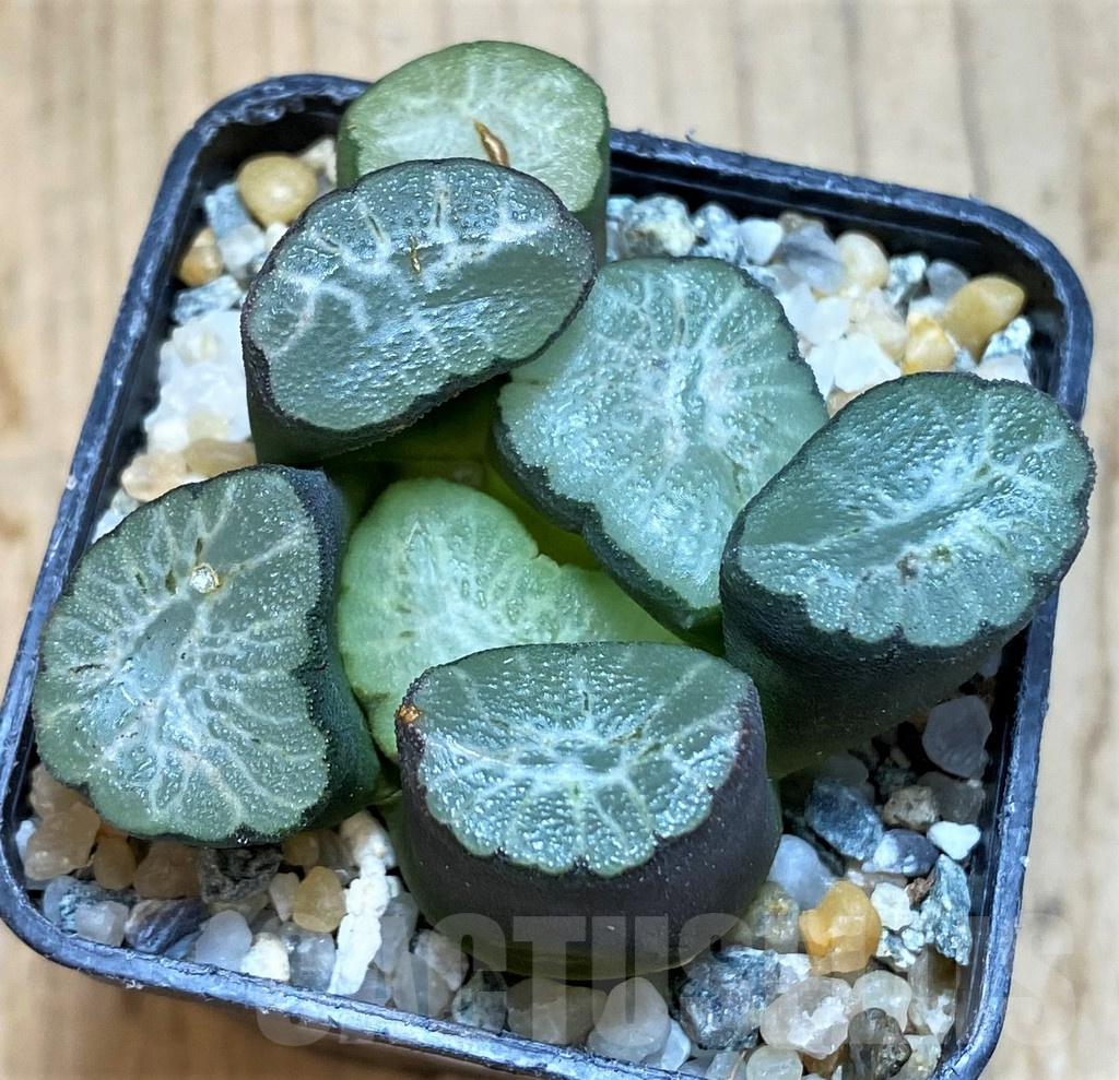 SH12333 Haworthia maughanii 'Hagoromo'