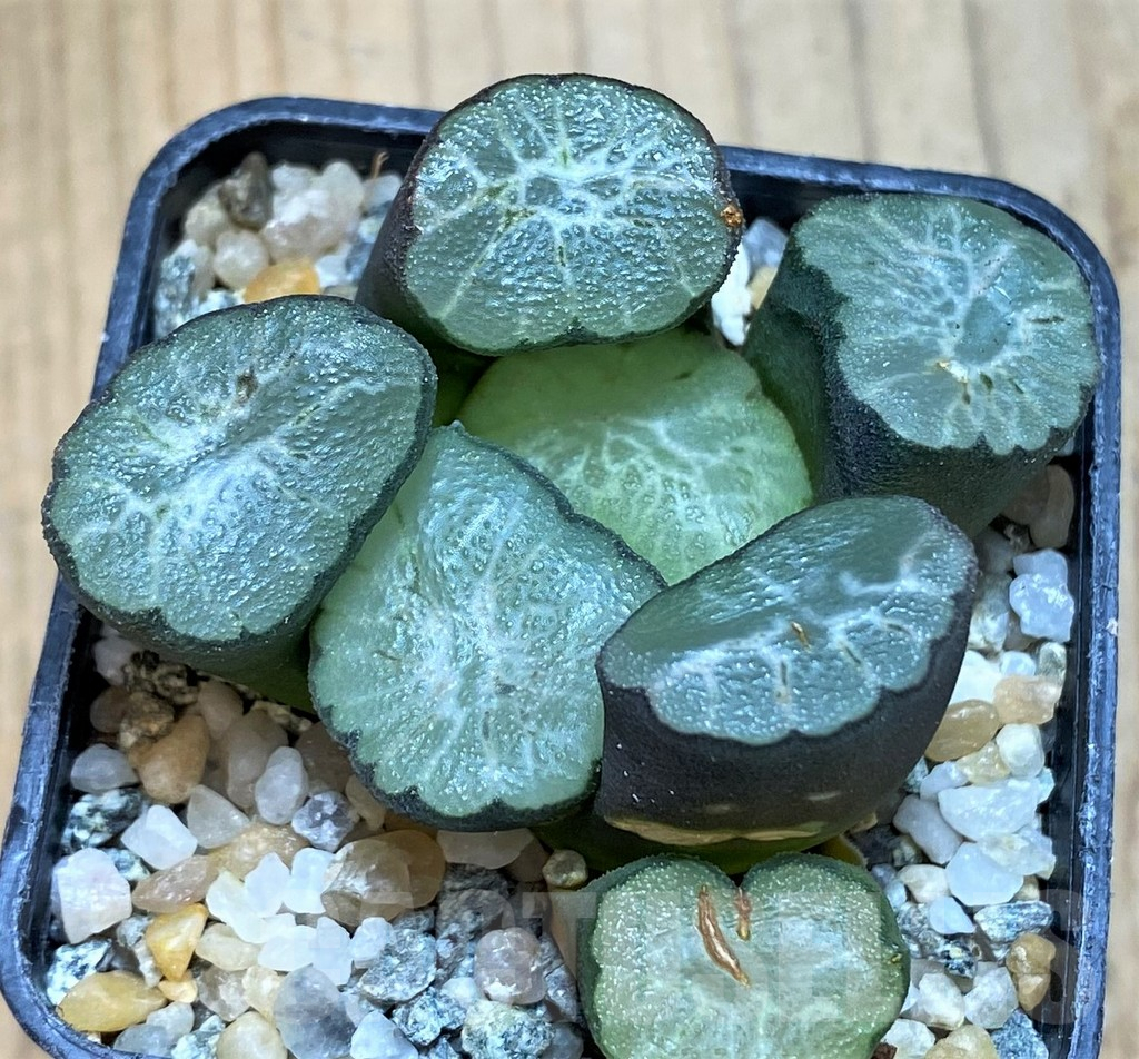 SH12333 Haworthia maughanii 'Hagoromo' - Obrázek 2