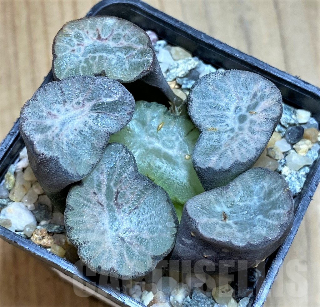 SH12334 Haworthia Maughanii 'Hagoromo'