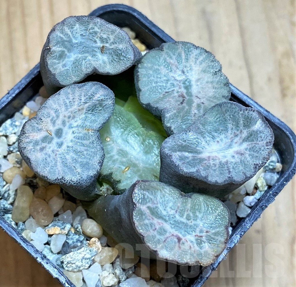 SH12334 Haworthia Maughanii 'Hagoromo' - Obrázek 2
