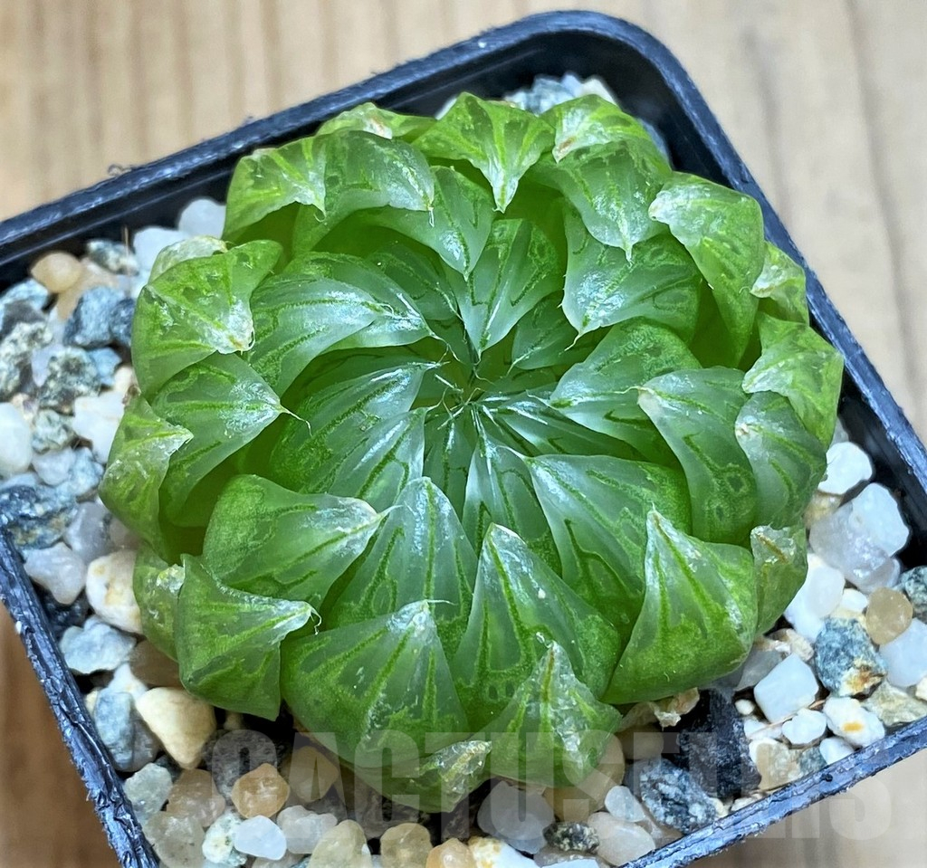 SH12335 Haworthia cooperi ‘Led mutant’